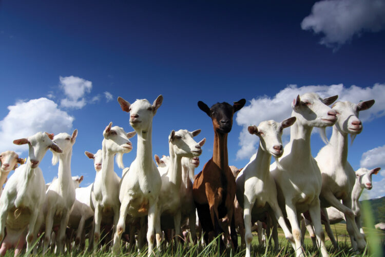 Listeriosis in Goats